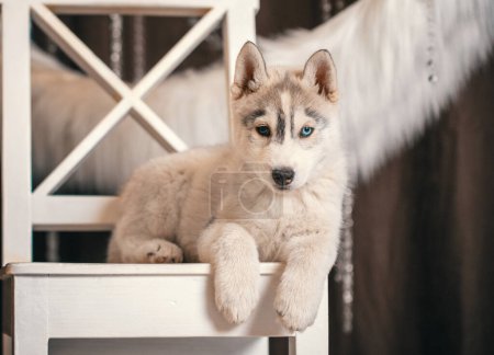 Photo for Siberian husky puppy lies on a white chair against a background of a ring of white faux fur - Royalty Free Image