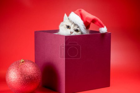 Téléchargez les photos : Noël argent britannique chat à poil court en santa chapeau en boîte bordeaux sur fond rouge - en image libre de droit