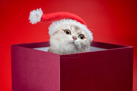 Foto de Navidad plata británico taquigrafía gato en santa sombrero en caja de color burdeos sobre fondo rojo - Imagen libre de derechos