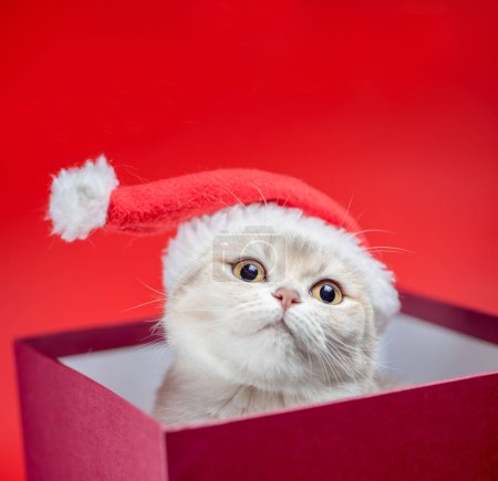 Foto de Navidad plata británico taquigrafía gato en santa sombrero en caja de color burdeos sobre fondo rojo - Imagen libre de derechos