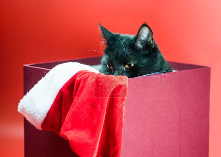 Foto de Navidad manchado gato astuto asomándose de una caja de regalo de cerca - Imagen libre de derechos