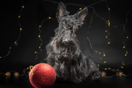 Photo for Adult dog of the Scotch terrier breed with a New Year's decor and  big red ball on a black background - Royalty Free Image