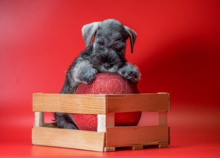 Photo for Offended miniature Schnauzer puppy of pepper and salt color sits in a wooden box with a large red Christmas ball - Royalty Free Image