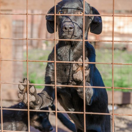 Photo for Black mongrel puppy came paws on the lattice of his cage - Royalty Free Image