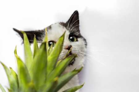 Photo for Black and white kitten nibbles on green leaves of pineapple - Royalty Free Image