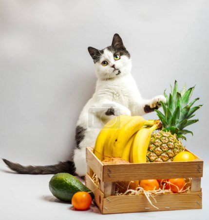 Foto de Gato con piel negra y blanca y ojos verdes con frutas exóticas piña plátano coco aguacate y naranja - Imagen libre de derechos