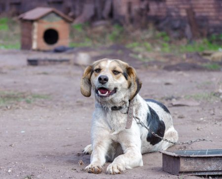 Foto de Pinto Chain Dog sonríe contra una cabina de madera - Imagen libre de derechos