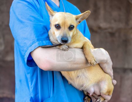 Foto de Hombre en uniforme de veterinario azul abrazando a un perrito - Imagen libre de derechos