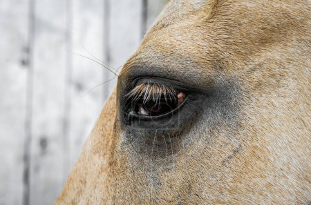 Photo for Eye of a beige horse closeup - Royalty Free Image