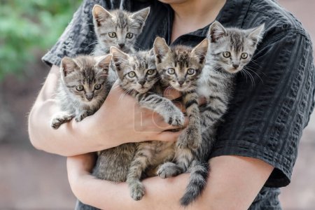 grupo de cinco gatitos tabby en manos femeninas
