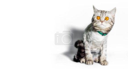 drôle toiletté chat avec de grands yeux jaunes gros plan sur un fond blanc
