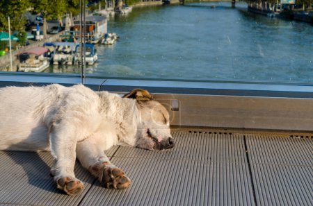 Photo for White-red-haired dog calmly sleeps on a foot bridge over the Kura River in Tbilisi Georgia - Royalty Free Image