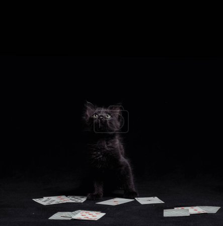 Photo for Little black kitten with playing cards against a dark background - Royalty Free Image