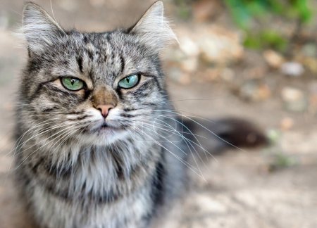 Téléchargez les photos : Portrait en gros plan d'un chat aux cheveux longs tabby au visage très mécontent - en image libre de droit