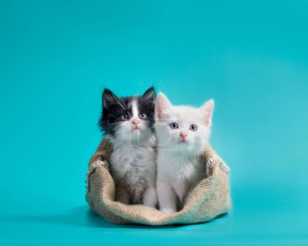 Téléchargez les photos : Deux petits chatons dans un sac de fond turquoise - en image libre de droit