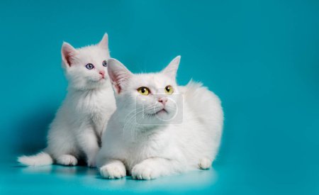 Photo for Little white kitten next to his mother on a turquoise background - Royalty Free Image