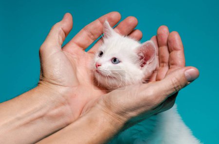 Téléchargez les photos : Petit chaton blanc dans les paumes mâles sur un fond turquoise - en image libre de droit