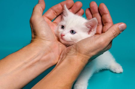 Téléchargez les photos : Petit chaton blanc dans les paumes mâles sur un fond turquoise - en image libre de droit