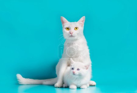 Photo for Little white kitten next to his mother on a turquoise background - Royalty Free Image