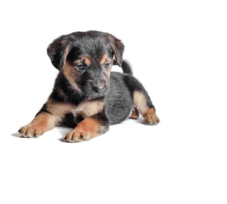 Photo for Mongrel black and tan puppy lies on a white background and looks down - Royalty Free Image