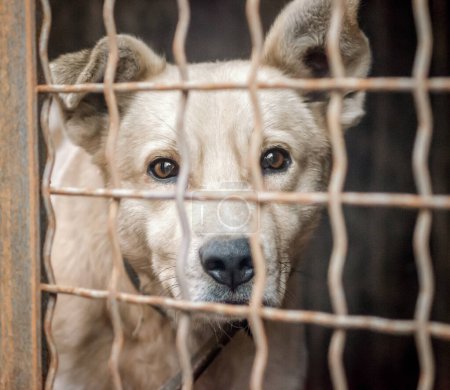 Foto de Bozal cachorro pura raza detrás de las rejas en un refugio de cerca - Imagen libre de derechos