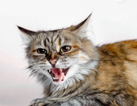 Photo for Aggressive angry ginger cat with open mouth isolated on white background - Royalty Free Image