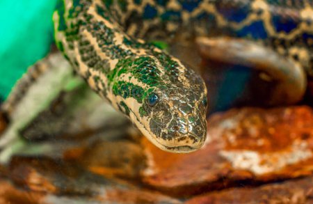 Téléchargez les photos : Portrait de serpent Paraguay Sud ou Jaune Anaconda - en image libre de droit