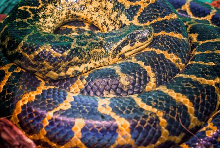 Téléchargez les photos : Serpent Paraguay Sud ou jaune Anaconda est entouré d'un anneau - en image libre de droit
