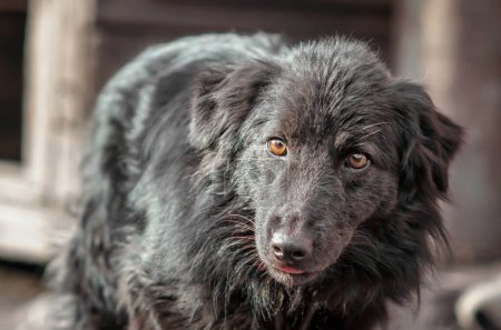 Photo for Mongrel dog with sad eyes portrait close up - Royalty Free Image