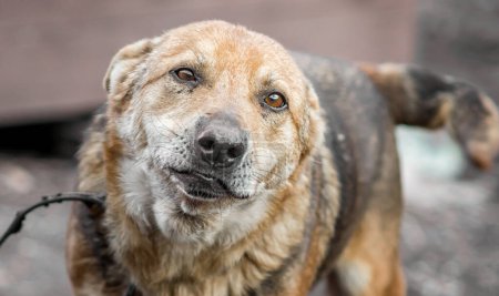 Photo for Mongrel dog with sad eyes portrait close up - Royalty Free Image