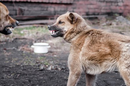 Foto de Agresivo enojado mestizo perro sonríe de cerca - Imagen libre de derechos