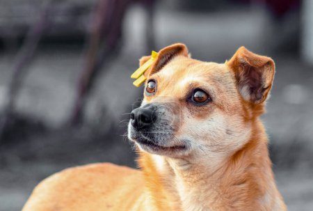 Foto de Mascota adopción perro mestizo con una etiqueta amarilla en la oreja mirando hacia arriba con suerte - Imagen libre de derechos