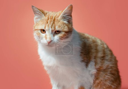 Foto de Blanco-rojo gato en un coral color fondo miradas con reproche - Imagen libre de derechos