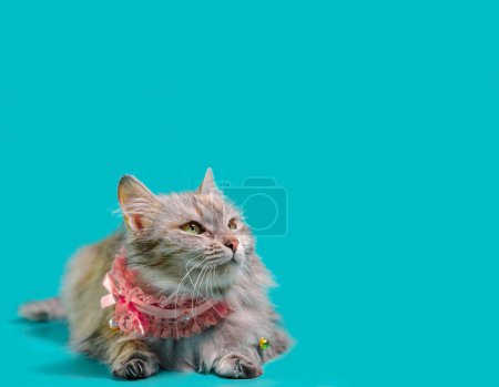 Photo for Ginger fluffy cat lays in a pink collar on a turquoise background - Royalty Free Image
