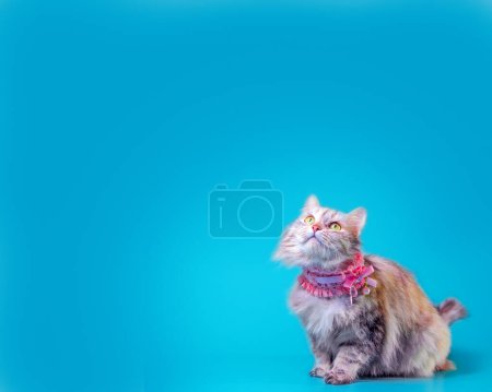 Photo for Ginger fluffy cat set in a pink collar on a turquoise background - Royalty Free Image