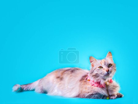 Photo for Ginger fluffy cat lays in a pink collar on a turquoise background - Royalty Free Image
