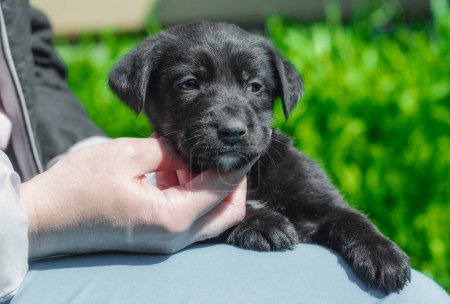 Foto de Mano femenina acariciando cachorro negro en el cuello - Imagen libre de derechos