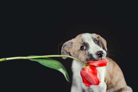 Photo for Cute piebald puppy keeping in teeth a tulip flower at dark background - Royalty Free Image
