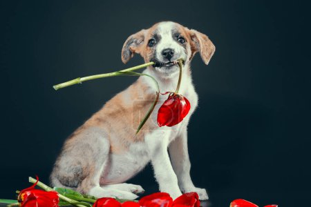 Photo for Cute piebald puppy keeping in teeth a tulip flower at dark background - Royalty Free Image