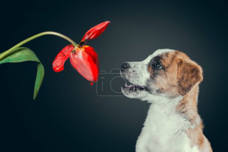 Téléchargez les photos : Chiot piebald mignon avec une fleur de tulipe à fond sombre - en image libre de droit