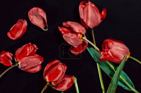 Foto de Plano yacía roto flores desaliñadas de tulipanes rojos dispersos sobre un fondo negro - Imagen libre de derechos
