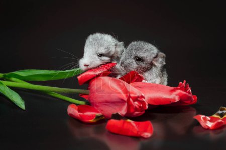 Foto de Dos chinchillas recién nacidas con brotes de tulipán rojo sobre un fondo oscuro - Imagen libre de derechos