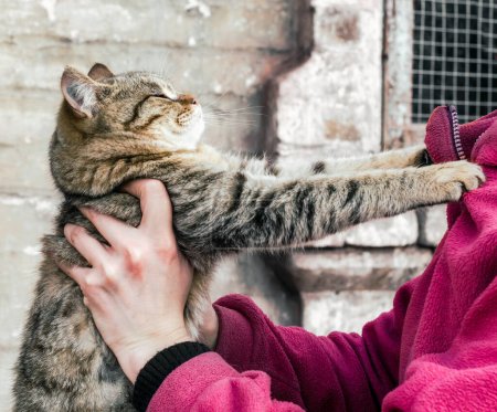 Photo for Parting tabby fat cat clawed at a woman in a pink fleece jacket - Royalty Free Image