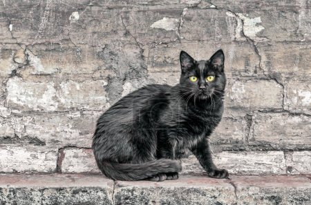 Photo for Street black cat sits near an old brick house and watches close up - Royalty Free Image