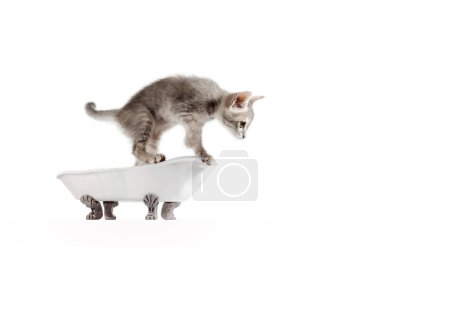 Téléchargez les photos : Petit chaton gris dans un bain vintage isolé sur fond blanc plan studio - en image libre de droit