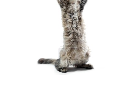 Photo for Big gray cat stretches upwards on white background isolated studio shot - Royalty Free Image