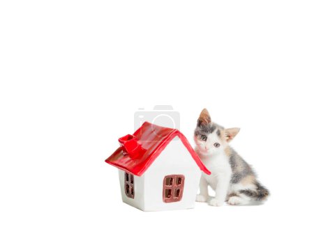 Photo for Adoption sad tricolor kitten near the toy house on white background - Royalty Free Image