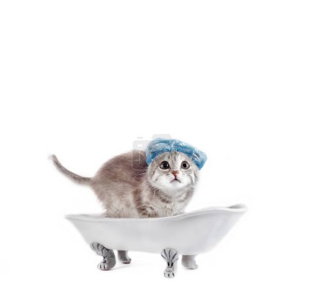 Téléchargez les photos : Toilettage chaton gris dans un bonnet de douche bleu effrayé dans un jouet bain en céramique blanche sur pieds argentés - en image libre de droit