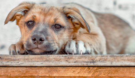Photo for Sad red mongrel puppy lays on wooden table - Royalty Free Image