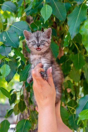 Foto de Quitar un gatito gritando tabby de un árbol - Imagen libre de derechos
